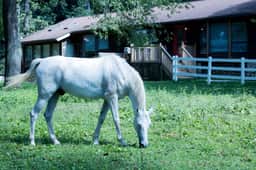 Entire Farm for 23 | Hot Tub, Sauna, 15 Min to AVL - Image 5