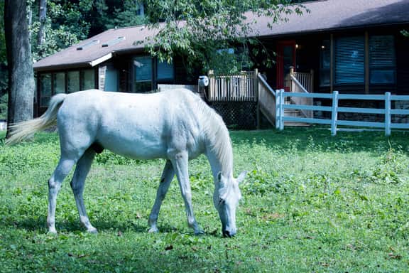 Entire Farm for 23 | Hot Tub, Sauna, 15 Min to AVL - Image 5
